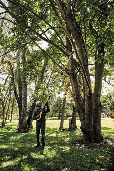 Uma pessoa usando uma serra de haste DEWALT para podar galhos altos em uma árvore, em pé ao ar livre em uma área gramada cercada por árvores.